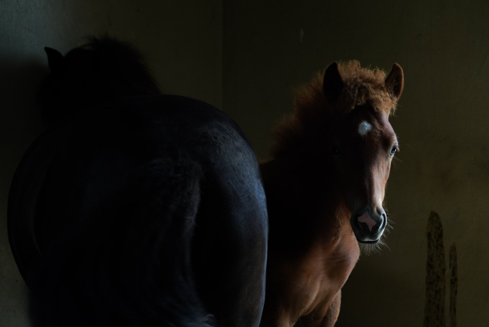 paardenfotografie