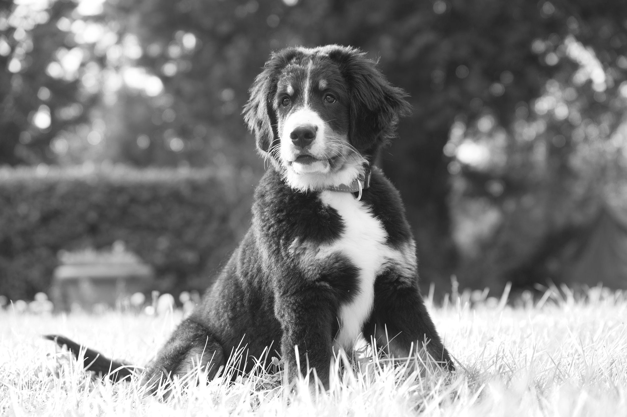 Fotograaf huisdieren hond