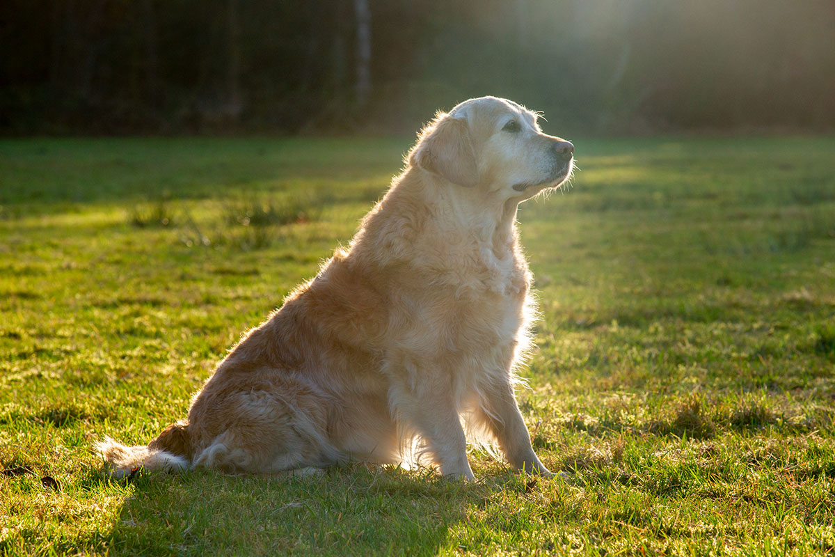 Fotograaf golden retriever