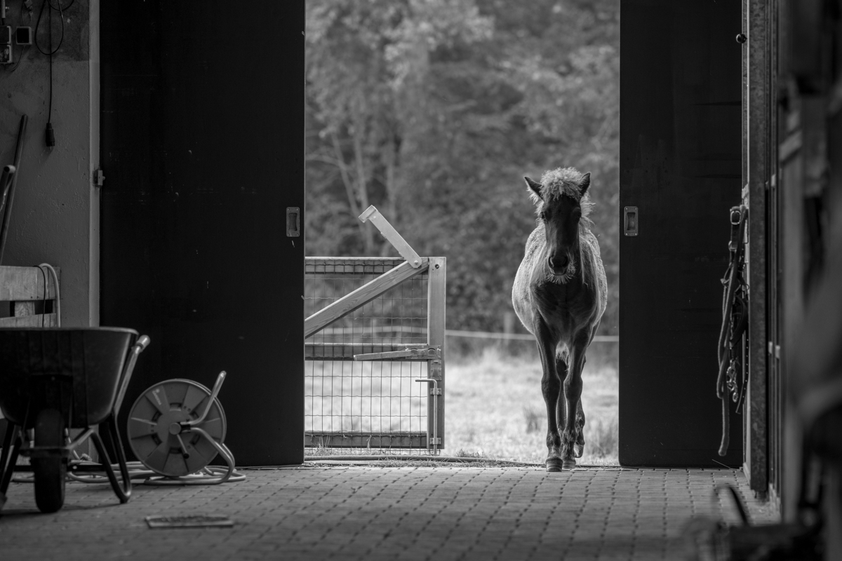 fotograaf huisdieren veulen